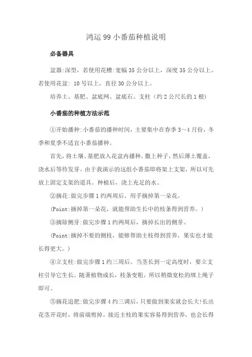 鸿运99小番茄种植说明