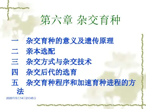 杂交育种PPT课件