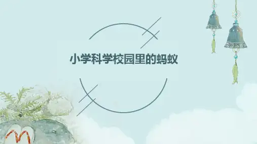 小学科学校园里的蚂蚁课件ppt