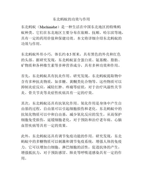 东北蚂蚁的功效与作用