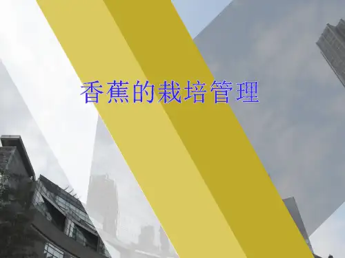 香蕉的栽培管理技术.ppt