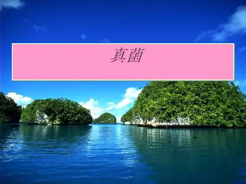 七年级下科学《细菌和真菌的繁殖》优秀课件浙教版