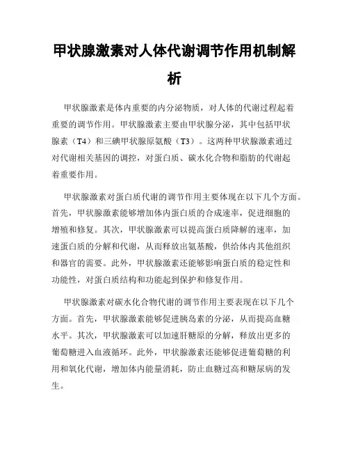 甲状腺激素对人体代谢调节作用机制解析