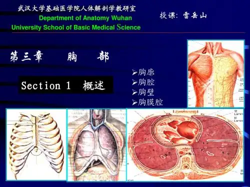 胸部理论及操作1