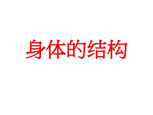 四年级科学上册课件- 4.1 身体的结构｜教科版 (共16张PPT)