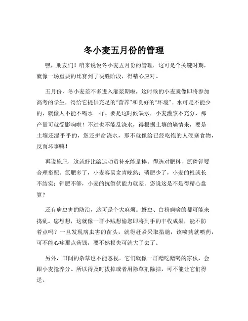冬小麦五月份的管理