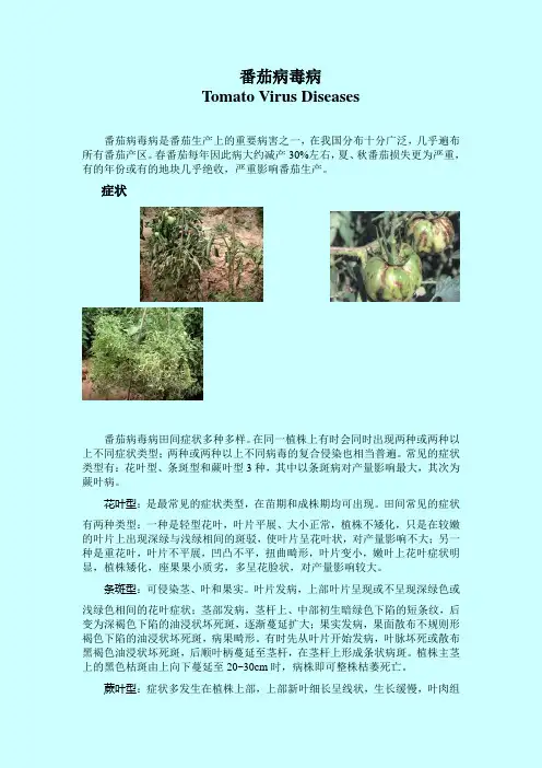 番茄病毒病