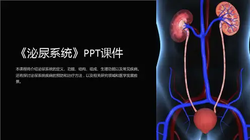 《泌尿系统》课件