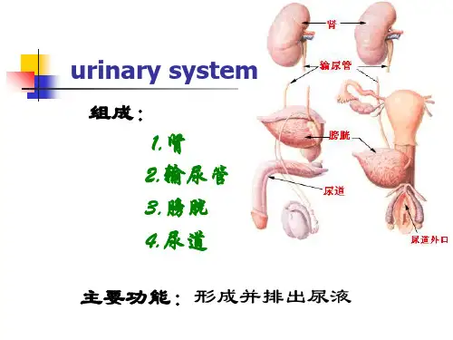 系统解剖学 06泌尿系统_PPT幻灯片