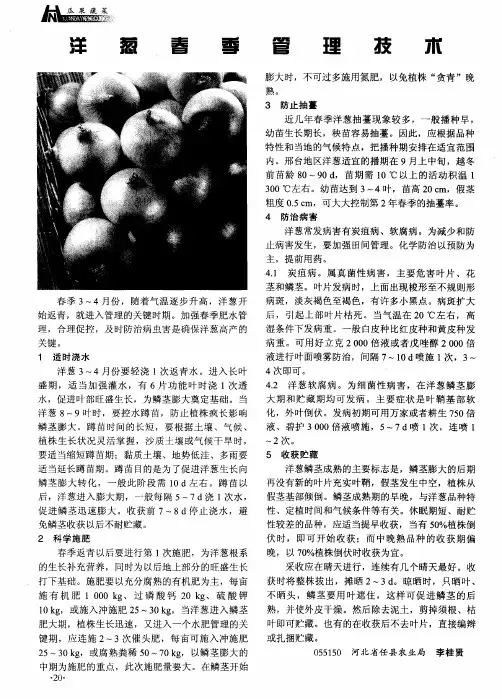 洋葱春季管理技术