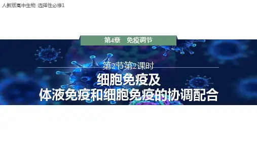细胞免疫及体液免疫和细胞免疫的协调配合课件高二上学期生物人教版选择性必修1