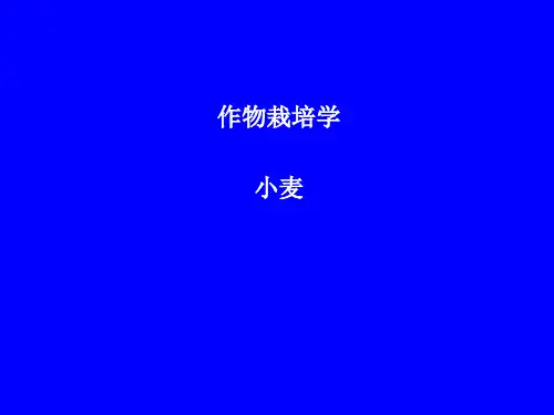 小麦类作物栽培技术课件.ppt