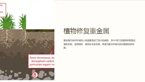 《植物修复重金属》课件