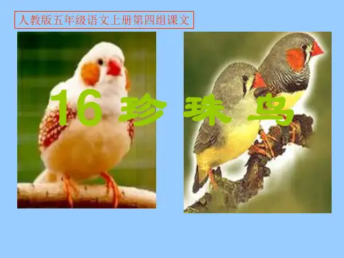 16《珍珠鸟》省名师优质课赛课获奖课件市赛课一等奖课件