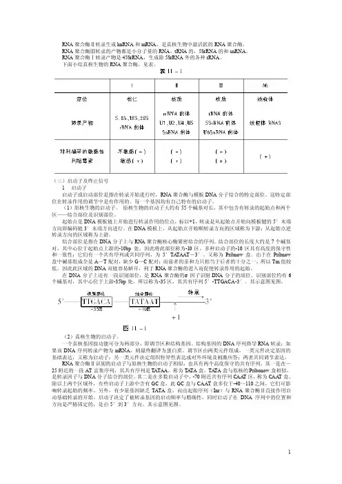 RNA聚合酶Ⅱ转录生成hnRNA和mRNA,是真核生物中最活跃的RNA聚