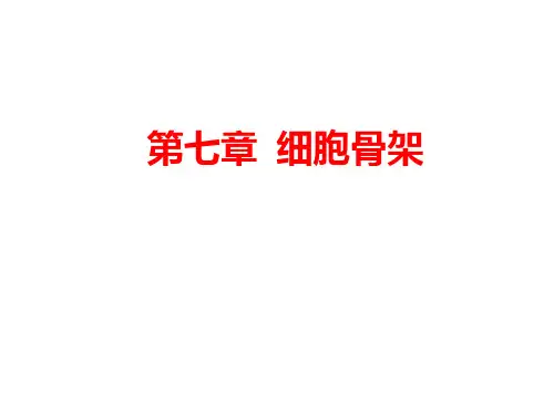 第7章细胞骨架ppt课件