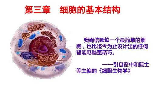 3.1 细胞膜的结构和功能(2)