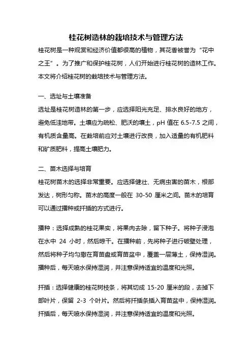 桂花树造林的栽培技术与管理方法