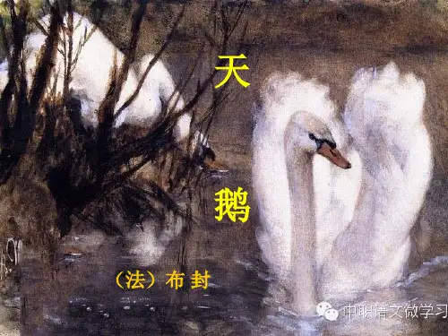 《天鹅》课件