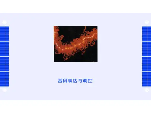 基因表达与调控