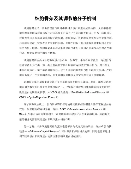 细胞骨架及其调节的分子机制
