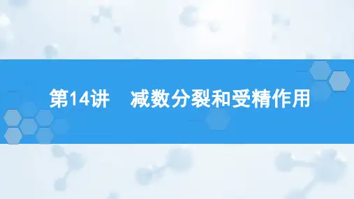 2025届高三生物一轮复习课件第14讲 减数分裂和受精作用