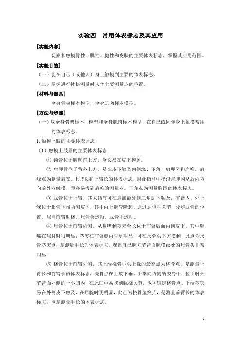 人体解剖学   实验四_常用体表标志及其应用