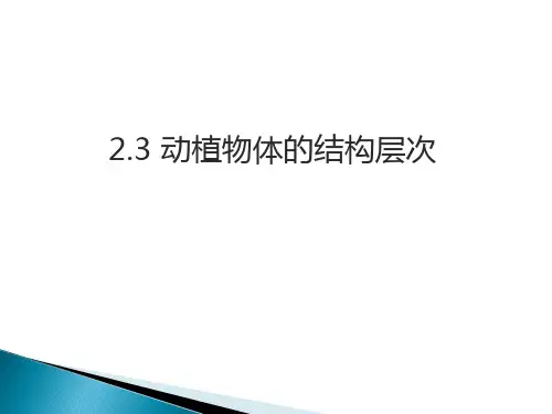 动植物的结构层次ppt课件