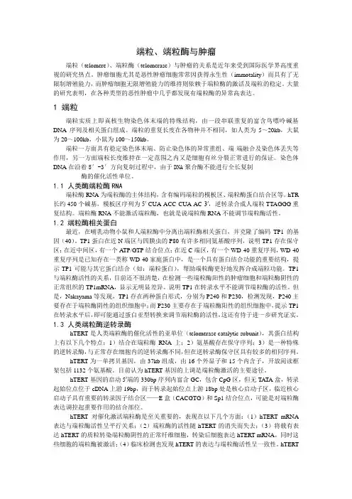 端粒研究进展