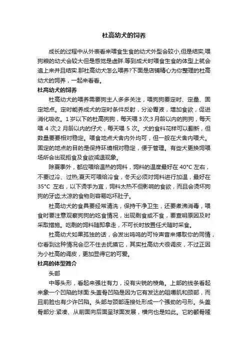 杜高幼犬的饲养