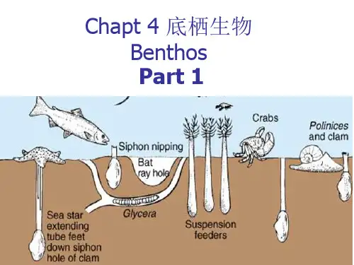 海洋浮游生物