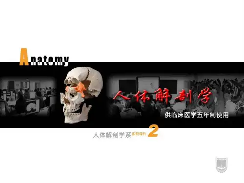 系统解剖学ppt内脏课件