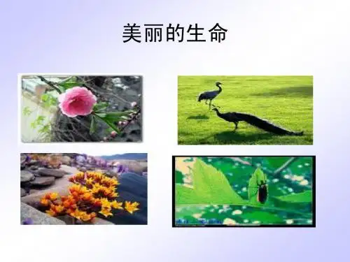 短文两篇《蝉》《贝壳》(最新整理版)