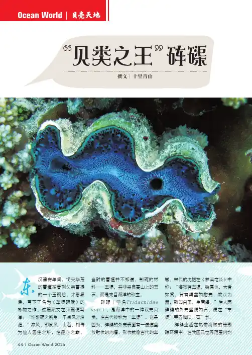 “贝类之王”砗磲