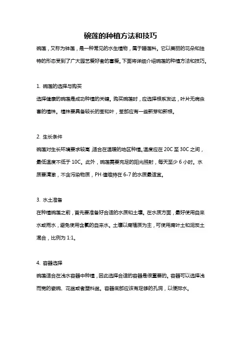 碗莲的种植方法和技巧