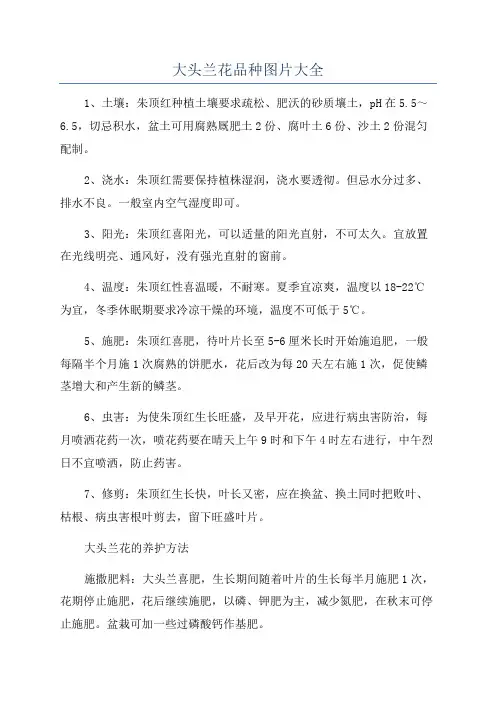 大头兰花品种图片大全