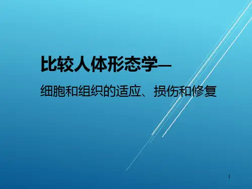 比较人体形态学—2——【比较人体形态学 精品讲义】