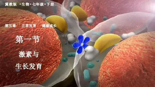 激素与生长发育课件2023—2024学年冀少版生物七年级下册