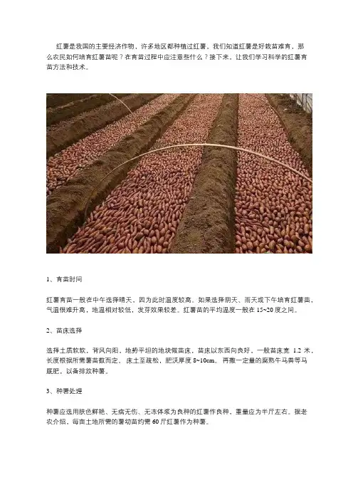红薯科学育苗方法技术