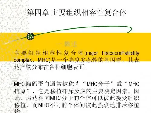 第4章 主要组织相容性复合体