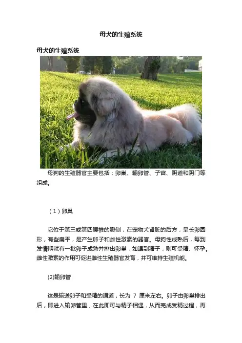 母犬的生殖系统