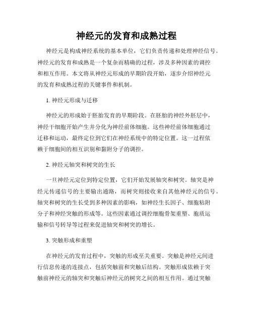 神经元的发育和成熟过程
