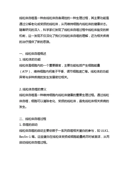 线粒体自噬过程中线粒体裂变新机制