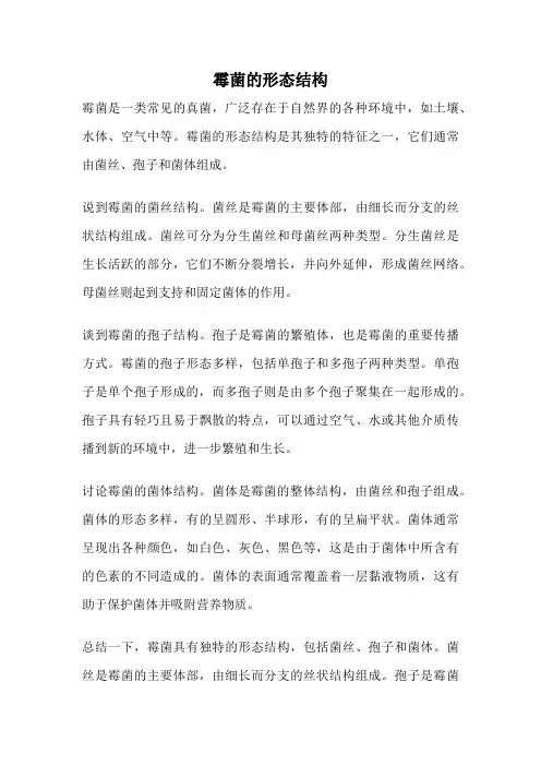 霉菌的形态结构