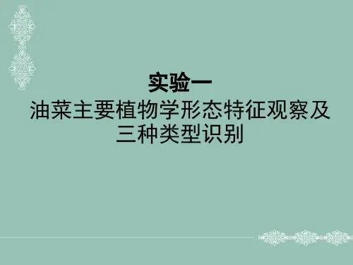 油菜主要植物学形态特征观察及三种类型识别