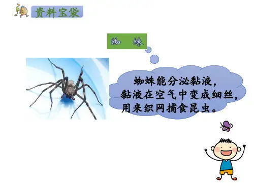 蜘蛛开店ppt课件.pptx