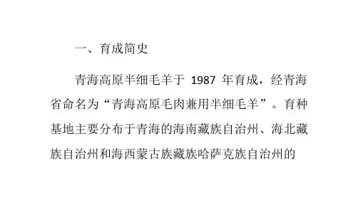 青海高原半细毛羊