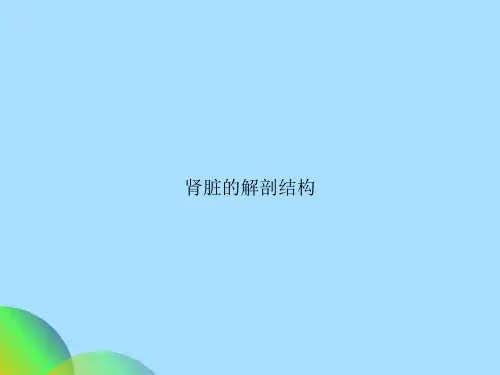 肾脏的解剖结构