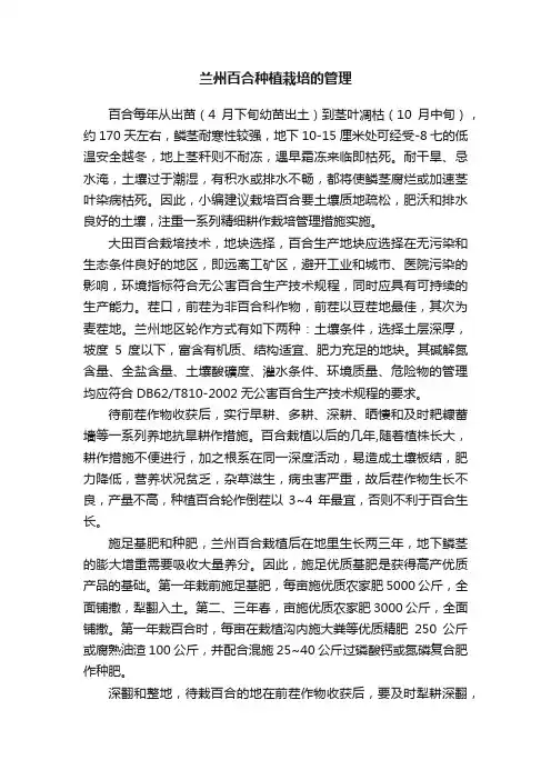 兰州百合种植栽培的管理
