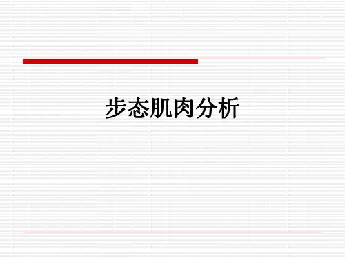 步态肌肉分析ppt课件